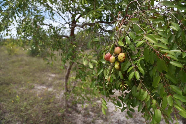 Conde Bahia Brazil March 2015 Mangaba Fruit Mangaba Tree Plantation — Stock Photo, Image