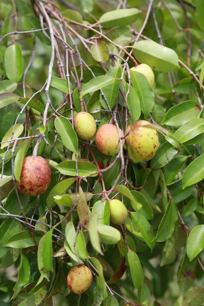 Conde Bahia Brazil Mars 2015 Mangaba Frukt Ett Mangabaträd Plantage — Stockfoto