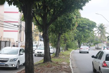 Salvador, Bahia, Brezilya - 30 Kasım 2021: Pachira aquatica aubl, halk arasında Munguba, kastannet, maranhao carolina, paineira-de-cuba ve mamorana olarak bilinir..