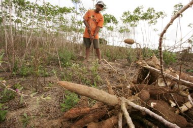 Eunapolis, Bahia, Brezilya - 4 Ağustos 2010: Güney Bahia 'daki Eunapolis şehrinde un üretimi için Cassava hasadı.