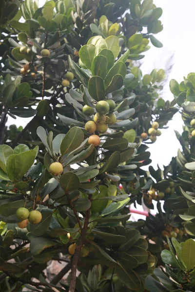 Salvador Bahia Brazilië November 2021 Mimusops Coriacea Plant Volksmond Bekend — Stockfoto