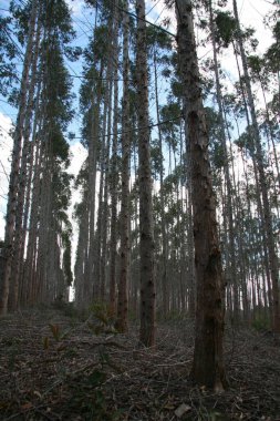Eunapolis, Bahia, Brezilya - Temmuz 30, 2008: Güney Bahia 'da hamuru yetiştirmek için okaliptüs ağacı fidanlığı.