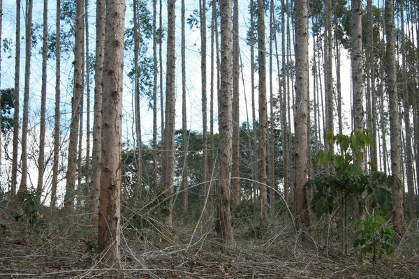 Eunapolis Bahia Brazil July 2008 Eucalyptus Tree Plantation Pulp Production — Stock Photo, Image