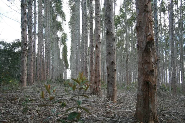 Eunapolis Bahia Brazil 2008 Július Eukaliptusz Ültetvény Cellulóztermelésre Dél Bahiában — Stock Fotó