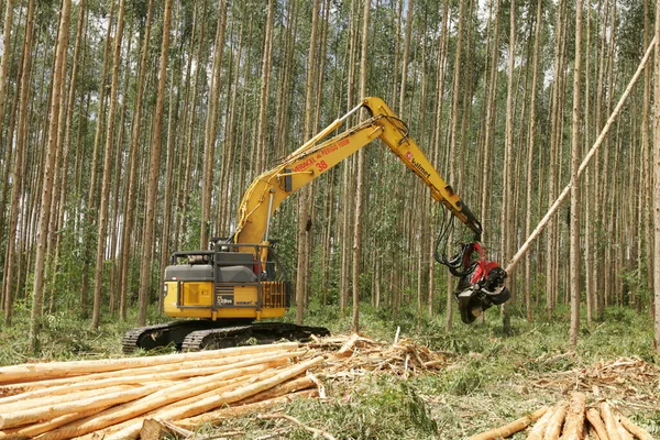 Eunápolis Bahia Brasil Julho 2008 Máquina Colheita Derrubando Árvores Plantio — Fotografia de Stock