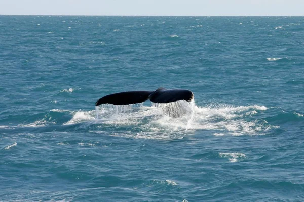 2012年10月22日ブラジル バイーア州カラベラス ザトウクジラがバイーア南部のアブロロ海洋公園地域で見られる — ストック写真