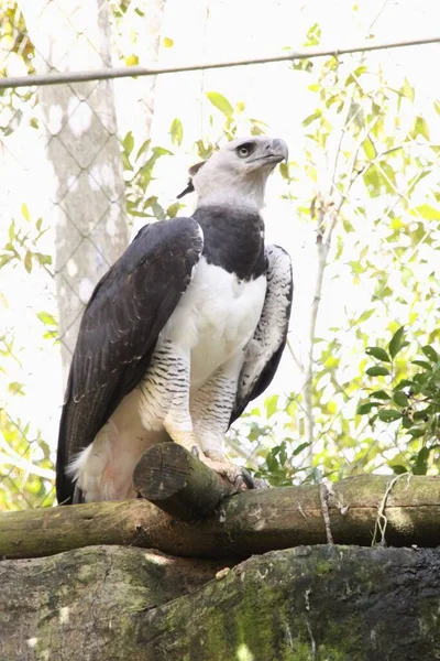 Porto Seguro Bahia Brazil September 2009 Harpy Hawk Captive Breeding — Stock Photo, Image