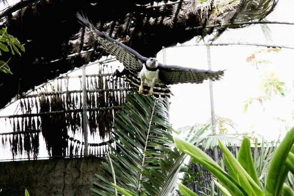 Porto Seguro Bahia Brazil September 2009 Harpy Hawk Captive Breeding — стоковое фото