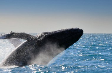 Caravelas, Bahia, Brezilya - 23 Eylül 2008: Güney Bahia 'daki Marinho dos Abrolhos' un sularında kambur balina görüldü..