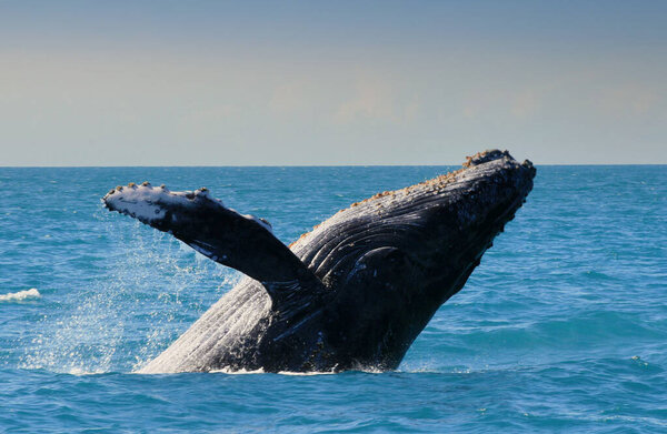 caravelas, bahia, brazil - september 23, 2008: humpback whale is seen in the waters of Parque Marinho dos Abrolhos in southern Bahia.