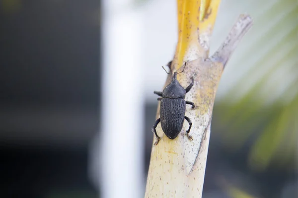 Salvador Bahia Brazil 2022 Január Kókuszborászként Rhynchophorus Palmarum Ismert Bogár — Stock Fotó