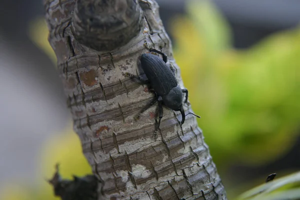 Salvador Bahia Brazil January 2022 Beetle Known Coconut Borer Rhynchophorus — стоковое фото