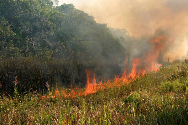 santa cruz cabralia, bahia, brazil - november 10, 2008: Forest fire in an environmental preservation area in the municipality of Santa Cruz Cabralia.