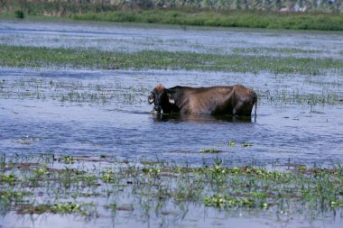 conde, bahia, brazil - june 27, 2009: Cow seeking food in a flooded pasture in the city of Conde, north coast of Bahia.