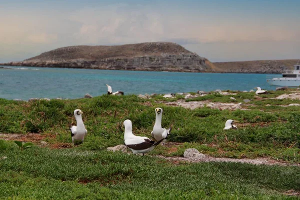 Atoba Bird Sula Leukogaster Visto Parque Marinhos Dos Abrolho Sur — Foto de Stock