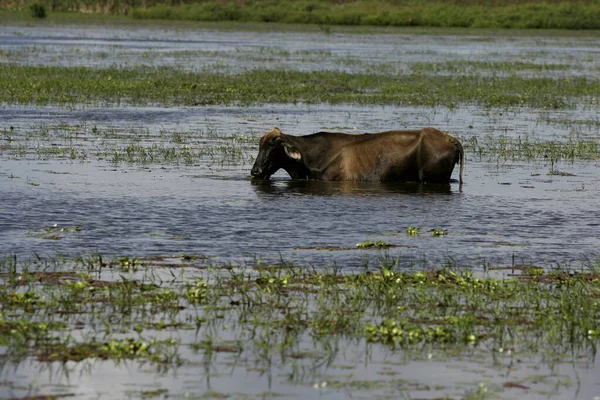 Conde Bahia Brazil June 2009 Cow Seeking Food Flooded Pasture —  Fotos de Stock