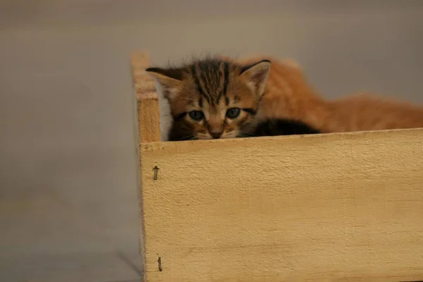 Salvador Bahia Brazil August 2007 Kittens Seen Salvador City — Stockfoto