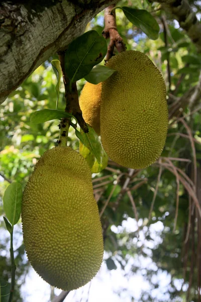 Conde Bahia Brasil January 2022 Jackfruit Fruit Jackfruit Tree City —  Fotos de Stock
