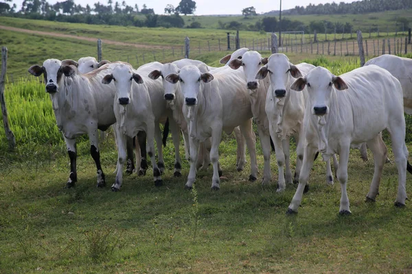 Conde Bahia Brasilien Januar 2022 Rinder Werden Einem Gehege Einer — Stockfoto