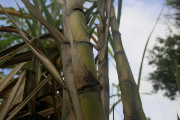 ブラジル バイーア州コンデ2022年1月9日 コンデ市における砂糖 エタノール生産のためのサトウキビ栽培 — ストック写真
