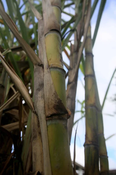 Conde Bahia Brazil January 2022 Sugarcane Plantation Sugar Ethanol Production — Stockfoto