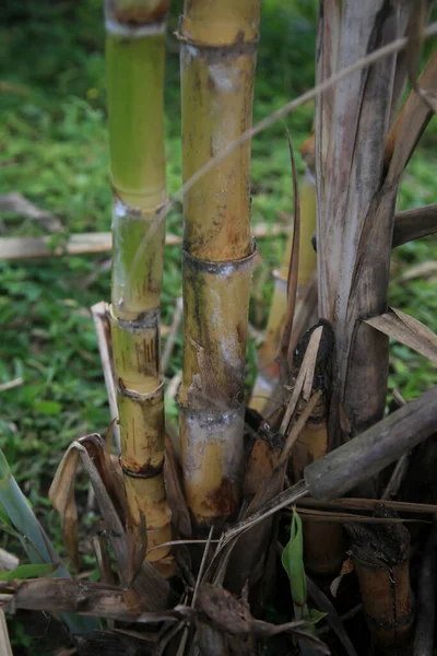 Conde Bahia Brazil January 2022 Sugarcane Plantation Sugar Ethanol Production — стокове фото