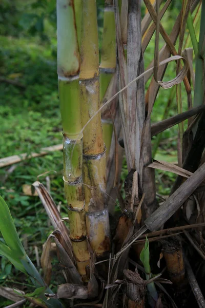 ブラジル バイーア州コンデ2022年1月9日 コンデ市における砂糖 エタノール生産のためのサトウキビ栽培 — ストック写真