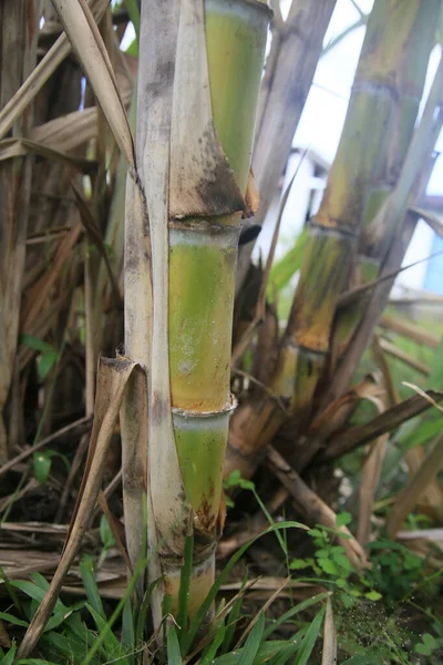 Conde Bahia Brazil January 2022 Sugarcane Plantation Sugar Ethanol Production — Stockfoto