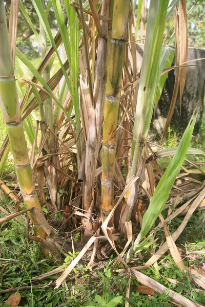 Conde Bahia Brazil January 2022 Sugarcane Plantation Sugar Ethanol Production — ストック写真