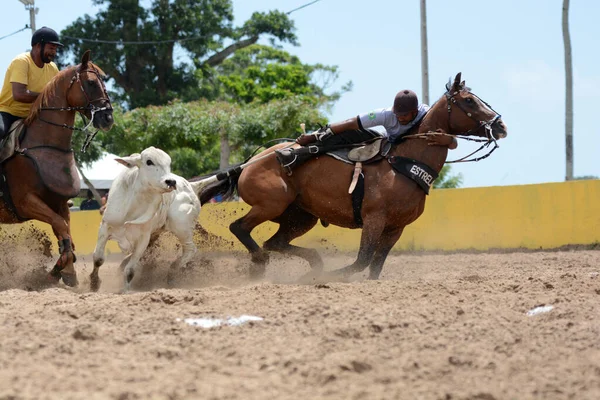 Conde Bahia Brasile Gennaio 2022 Cowboys Partecipano Campionato Vaquejada Nella — Foto Stock