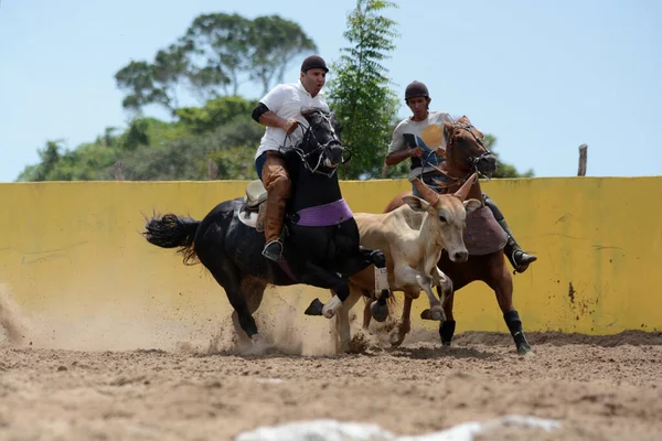 ブラジル バイーア州コンデ2022年1月7日 カウボーイズはコンデ市で開催されるヴァケジャダ選手権に出場する イベントはブラジル北東部の文化的伝統です — ストック写真