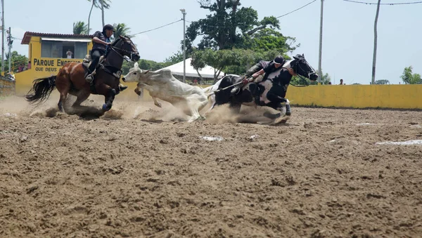 Conde Bahia Brazil Januari 2022 Cowboys Deltar Ett Vaquejada Mästerskap — Stockfoto