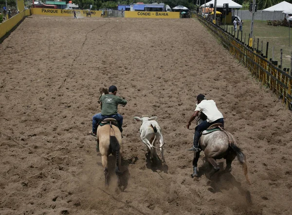 Conde Bahia Brésil Janvier 2022 Les Cowboys Participent Championnat Vaquejada — Photo