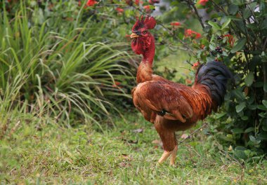 Conde, Bahia, Brezilya - 9 Ocak 2022: Köylü tavuğu Conde şehrinde bir çiftlikte viata.