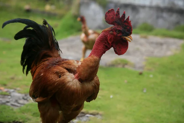 Conde Bahia Brazil Enero 2022 Gallina Campesina Viata Una Granja — Foto de Stock