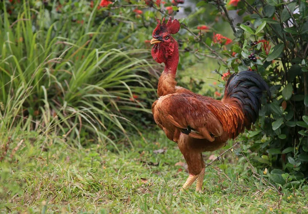 Conde Bahia Brésil Janvier 2022 Poulet Rouge Est Viata Dans — Photo