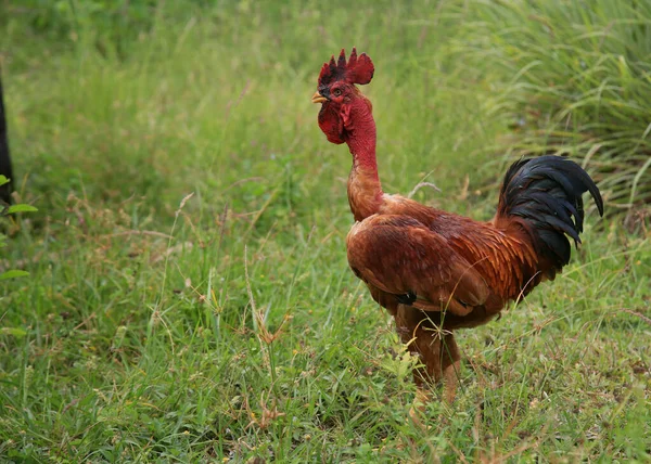 巴伊亚 2022年1月9日 在康德市的一个农场里 红颈鸡很受欢迎 — 图库照片