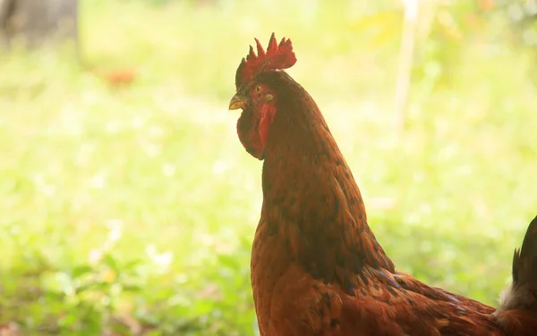 Conde Bahia Brazil January 2022 Redneck Chicken Viata Farm City — Stock Fotó