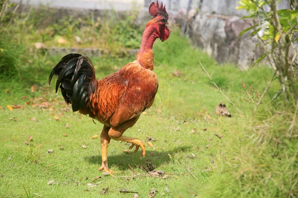 Conde Bahia Brésil Janvier 2022 Poulet Rouge Est Viata Dans — Photo