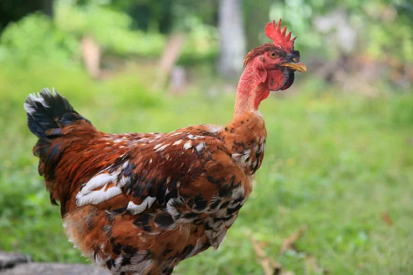 Conde Bahia Brazil Január 2022 Paraszt Csirke Viata Egy Farmon — Stock Fotó