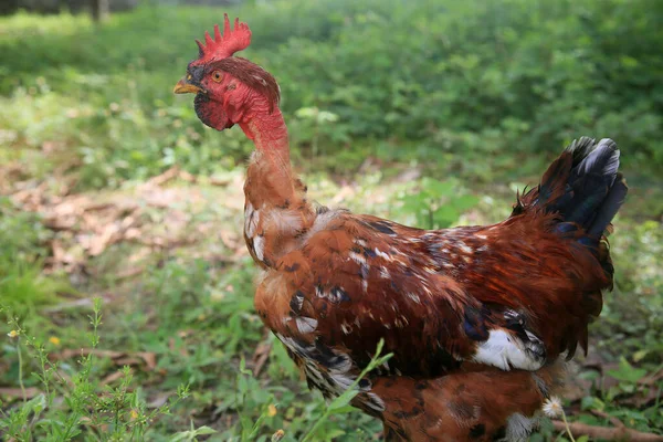 Conde Bahia Brasil Janeiro 2022 Galinha Redneck Viata Uma Fazenda — Fotografia de Stock