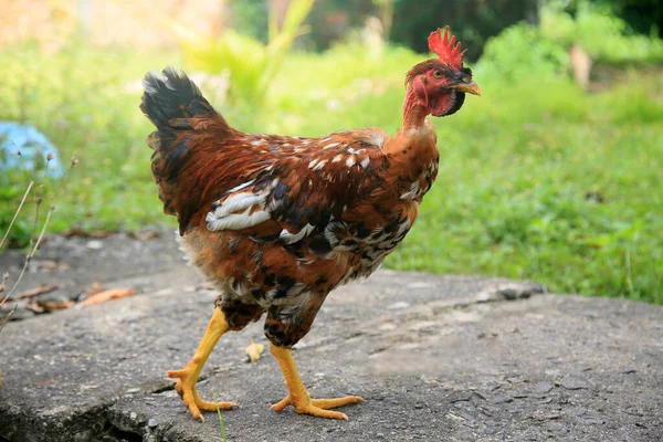 Conde Bahia Brasil Janeiro 2022 Galinha Redneck Viata Uma Fazenda — Fotografia de Stock