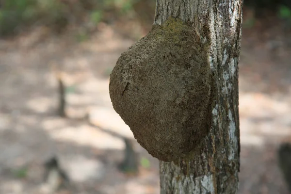 Salvador Bahia Brazil January 2022 Termite Nest Seen Glued Tree — Foto Stock
