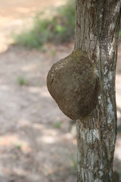 Salvador Bahia Brazil January 2022 Termite Nest Seen Glued Tree — 스톡 사진