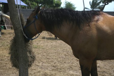 Conde, Bahia, Brezilya - 7 Ocak 2022: Conde şehrinde bir vaquejada sırasında at görüldü.