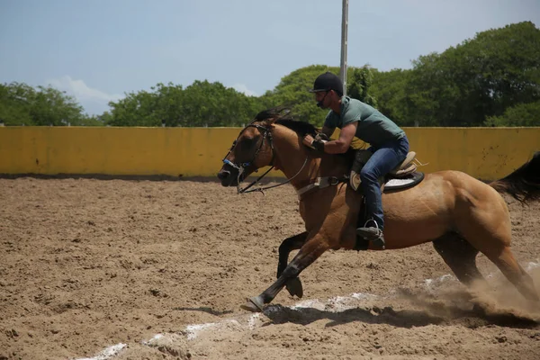 Conde Bahia Brasil Janeiro 2022 Cavalo Visto Durante Uma Vaquejada — Fotografia de Stock