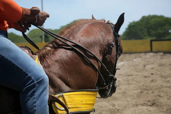 Conde Bahia Brazil Ιανουαρίου 2022 Άλογο Που Φαίνεται Κατά Διάρκεια — Φωτογραφία Αρχείου