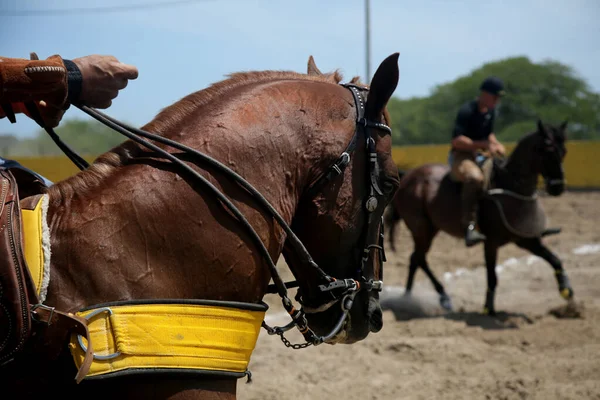 Conde Bahia Brazil January 2022 Horse Seen Vaquejada City Conde — Stock Photo, Image