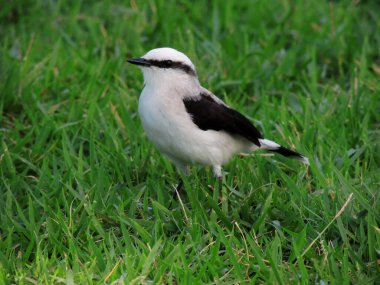 Salvador, Bahia, Brezilya - 17 Ocak 2022 Salvador şehrindeki bir parkta çamaşırcı kuş görüldü..