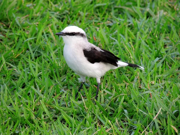 Salvador Bahia Brazil January 2022 Laundress Bird Seen Lawn Park — Stock Photo, Image